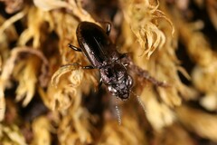 Notiophilus novemstriatus
