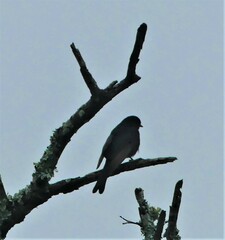 Melaenornis pammelaina