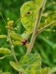Sidastrum paniculatum