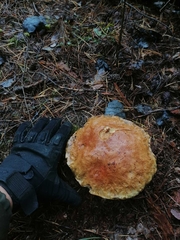 Boletus edulis