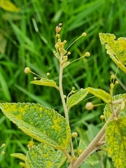 Sidastrum paniculatum