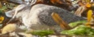 Bécasseau maubèche, jeune
