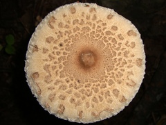 Macrolepiota prominens