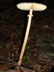 Macrolepiota prominens