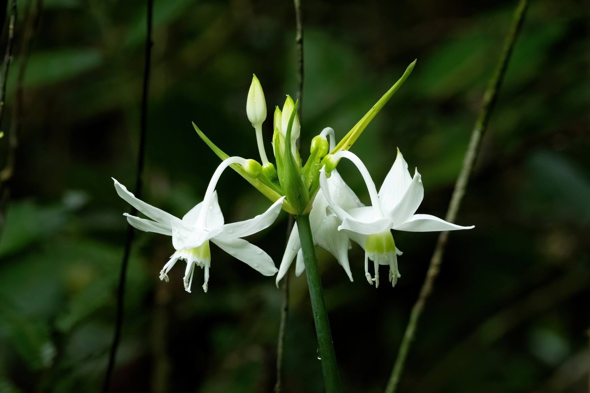 Urceolina formosa