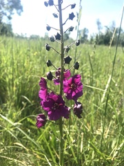 Verbascum phoeniceum