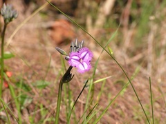 Thysanotus multiflorus