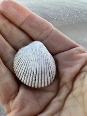 Dallocardia muricata