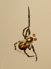 Theridion zantholabio