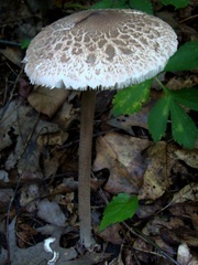 Macrolepiota prominens