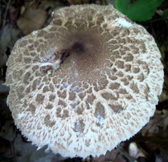 Macrolepiota prominens