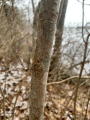 Syringa