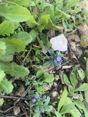 Buglossoides incrassata