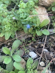 Buglossoides incrassata