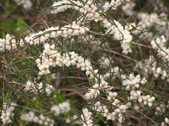 Hypocalymma angustifolium