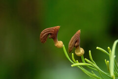 Aristolochiaceae