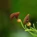 Aristolochia iquitensis - Photo (c) Thibaud Aronson, some rights reserved (CC BY-SA), uploaded by Thibaud Aronson