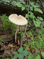 Macrolepiota prominens