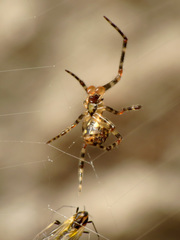 Theridion zantholabio