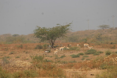 Antilope cervicapra