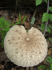 Macrolepiota prominens