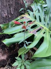 Alstroemeria psittacina