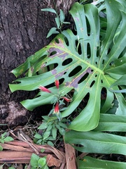 Alstroemeria psittacina