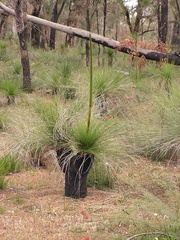 Xanthorrhoea preissii