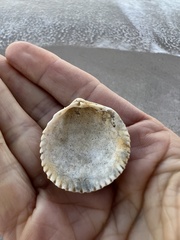 Dallocardia muricata