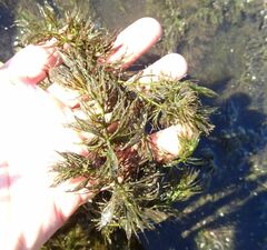 Ceratophyllum submersum