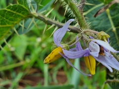 Solanum palinacanthum