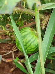 Solanum palinacanthum