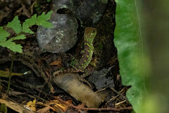 Enyalioides laticeps