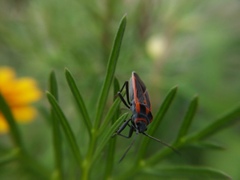 Melacoryphus circumlitus