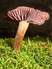 Laccaria ochropurpurea