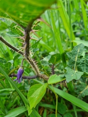 Solanum palinacanthum