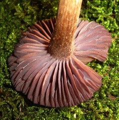 Laccaria ochropurpurea
