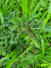 Solanum palinacanthum