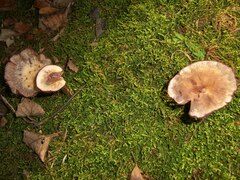 Laccaria ochropurpurea