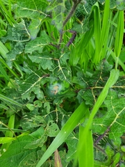 Solanum palinacanthum
