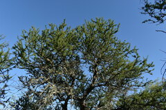 Prosopis nigra
