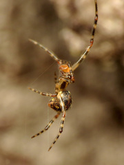 Theridion zantholabio