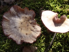 Laccaria ochropurpurea