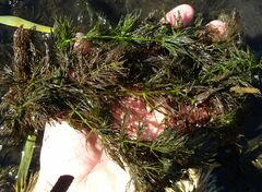 Ceratophyllum submersum
