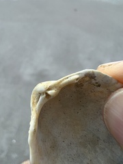Dallocardia muricata
