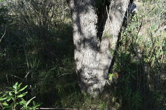 Prosopis nigra