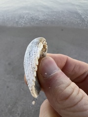 Dallocardia muricata