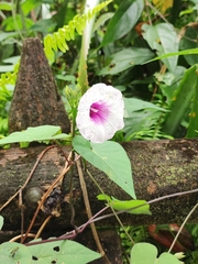 Ipomoea batatas