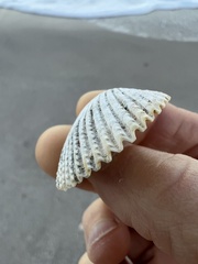 Dallocardia muricata