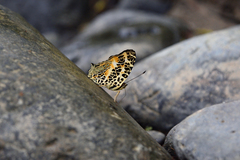 Symbrenthia hypselis